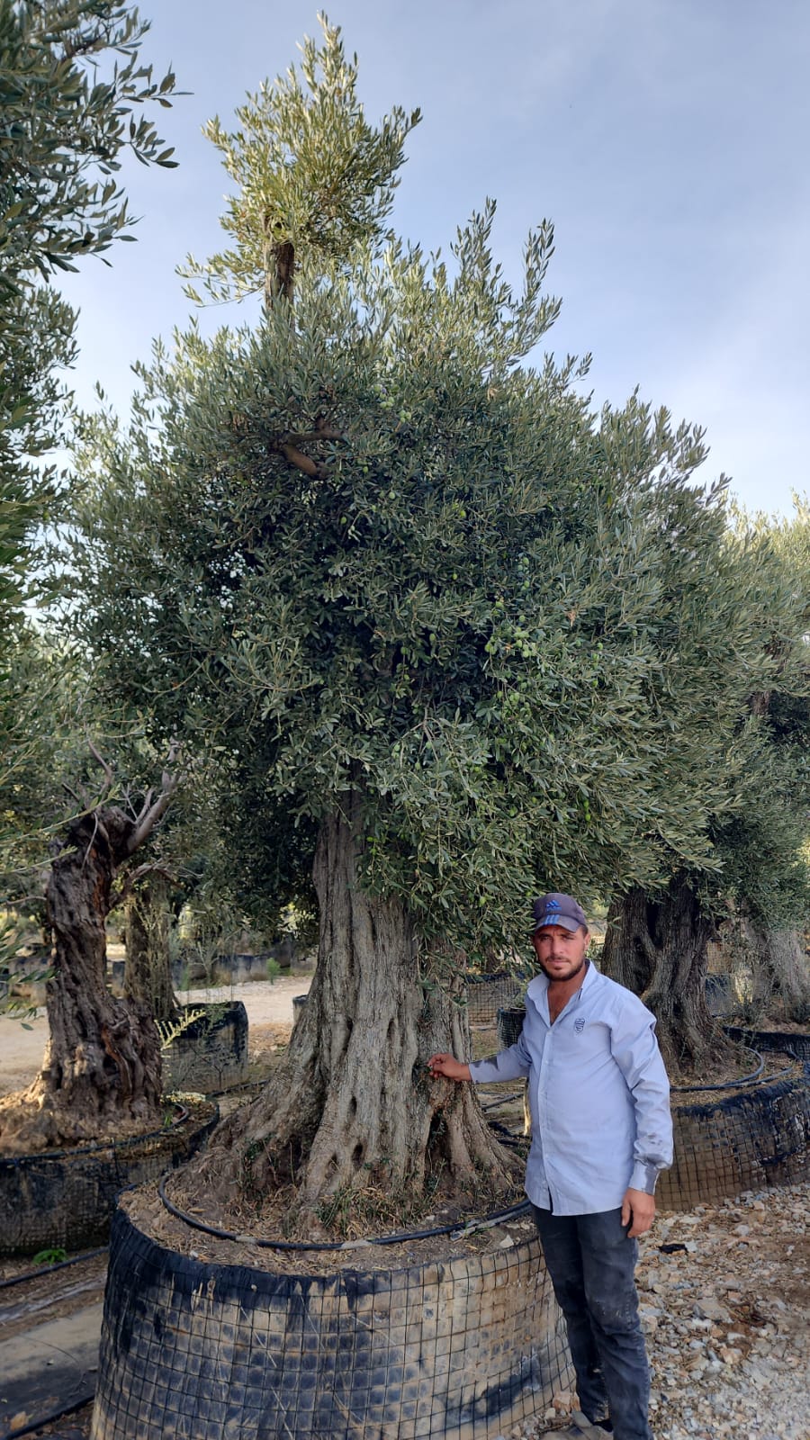 Zeytin Olea europea 1
